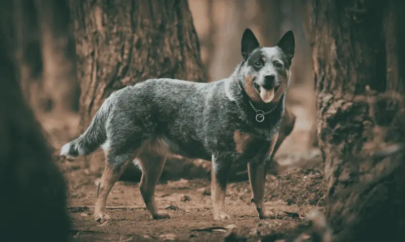 Bluey - Australian Cattle Dog Size 22cm/9