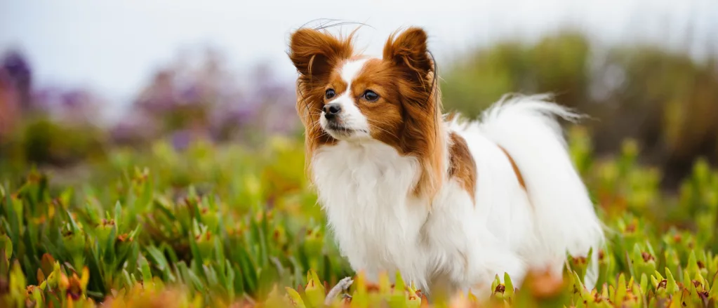 papillon dog size