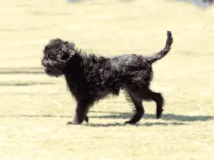 Affenpinscher