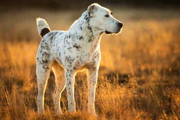 Central Asian Shepherd Dog: Size and Strength Revealed