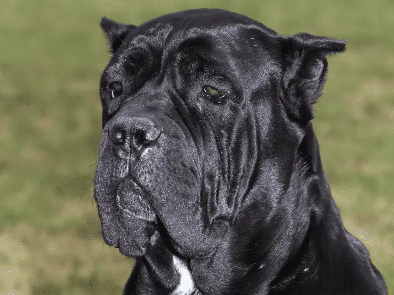 Unraveling the Mystery of American Molossus Dog Size