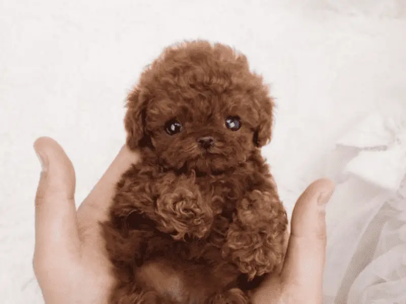 Are There Dog Breeds Smaller Than the Teacup Poodle?