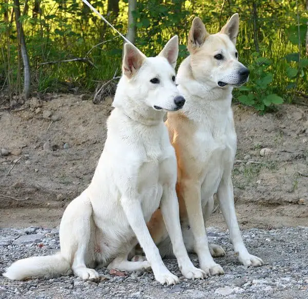 canaan dog size