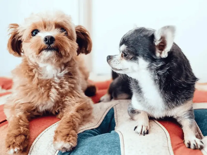Best Small Breed Dogs