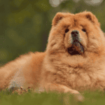 Why Chow Chows Stand Out Among Dog Breeds