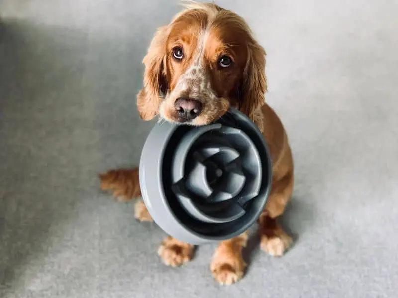 Dog Bowl Sizes - brown pup