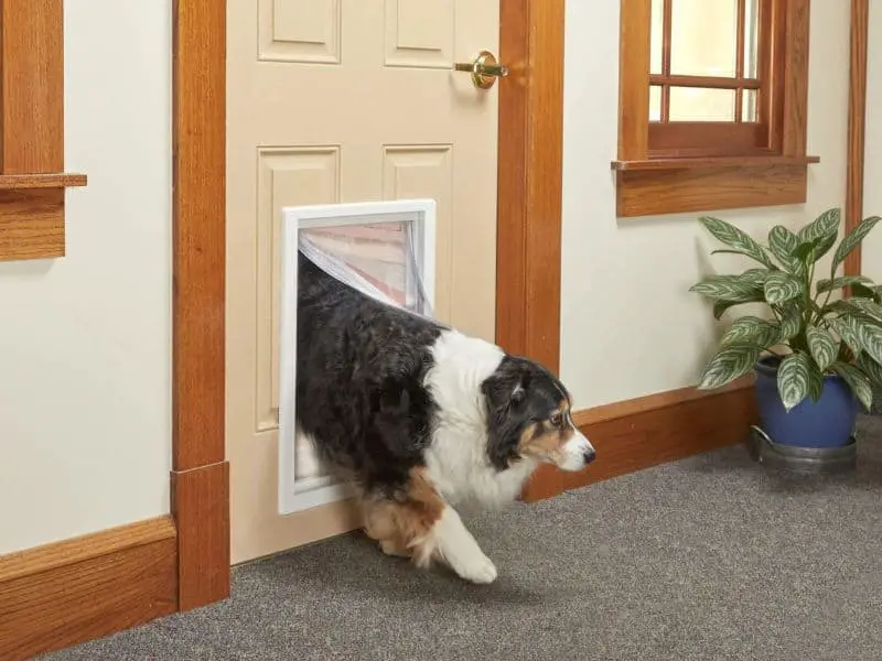 dog door size chart