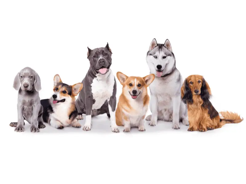 Dog Size Calculator- dog breeds