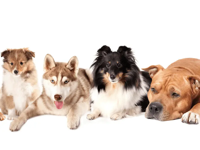 How Many Dogs Breeds Are There in the World?