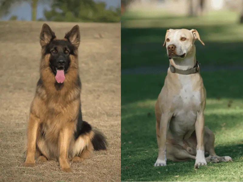 German Shepherd vs Pit Bull: Which is The Ideal Dog?