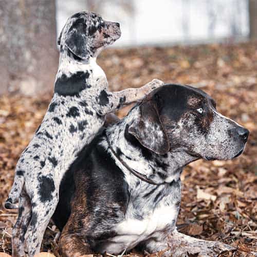 Explore the Unique Catahoula Leopard Dog Size