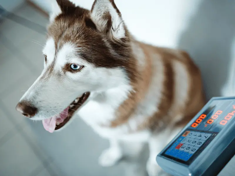 Healthy Dog Weight - husky