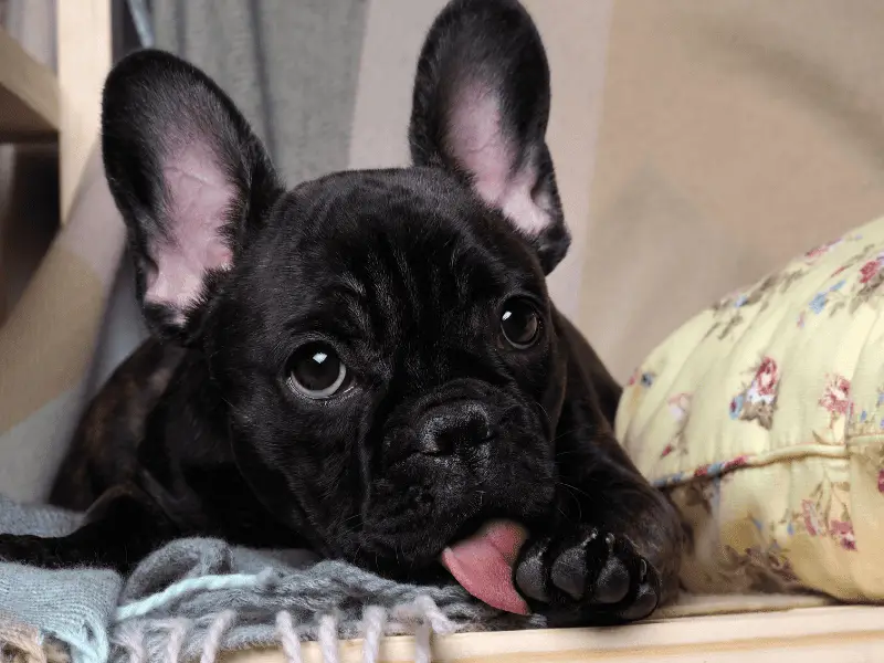 Lick Less, Love More: Exploring Dog Breeds That Don’t Lick Excessively