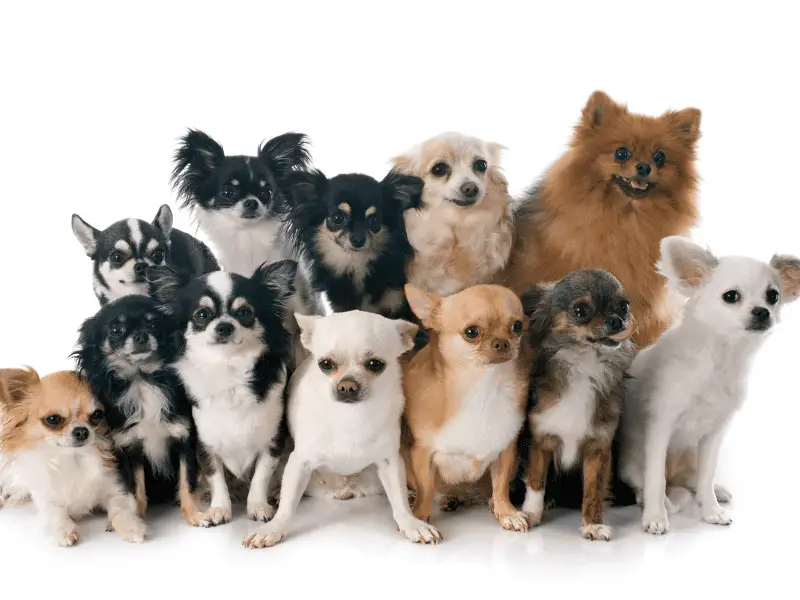 top 10 smallest dog breeds