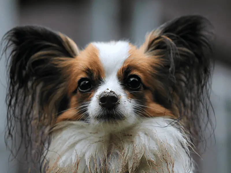 top 10 smallest dog breeds
