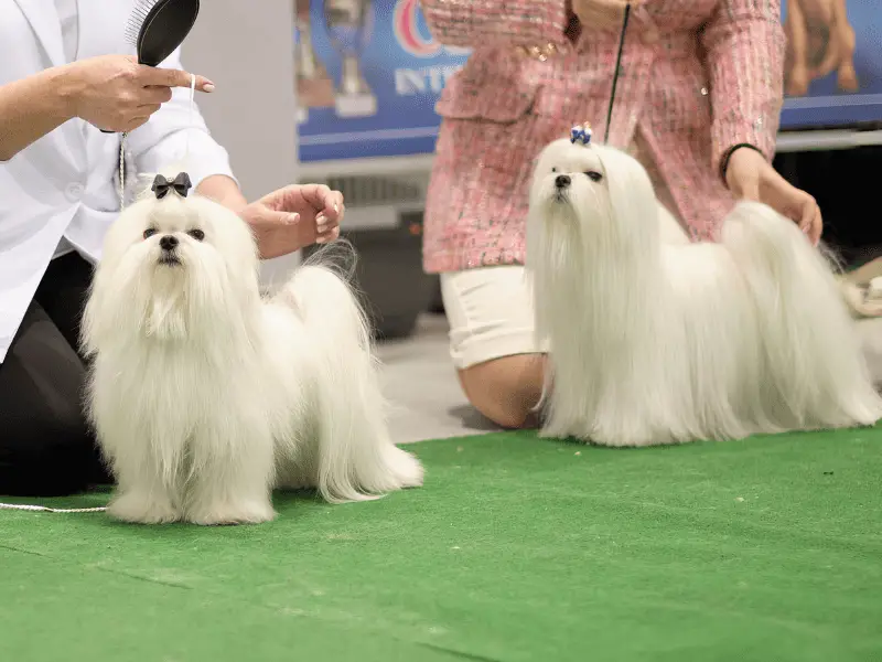 Mid Size Dogs that Don’t Shed and How to Groom them