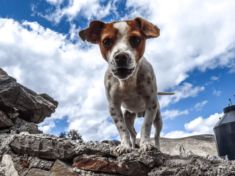 Mighty Miniature Jack Russells: Debunking Myth About This Small Dog