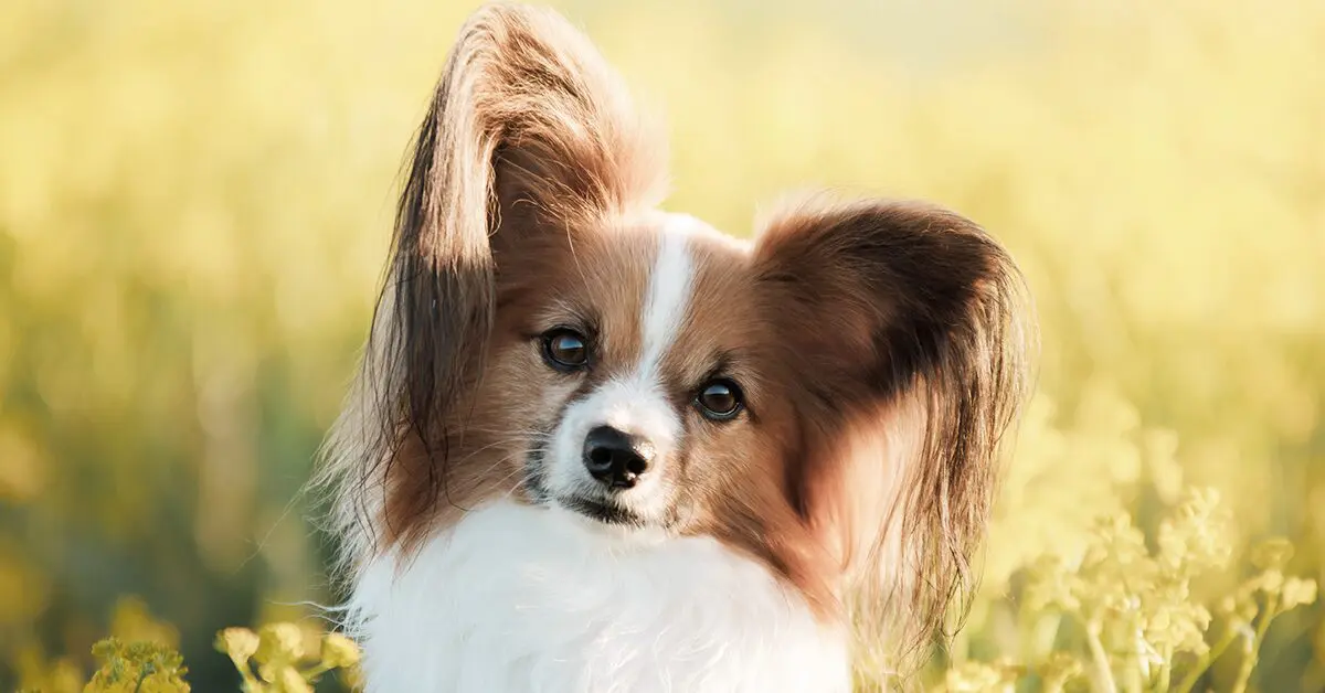 papillon dog size