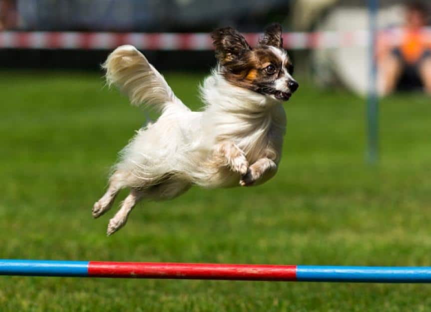 papillon dog size