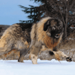 Russian Bear Dog-on snow