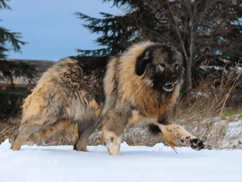 Russian Bear Dog-on snow