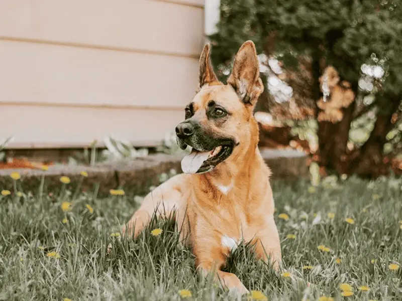 Shocking Fact About The Boxer and German Shepherd Mix You Need To Know