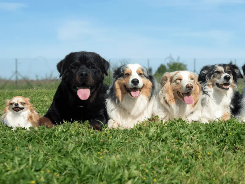 breeding dogs of different sizes