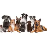 breeding dogs of different sizes