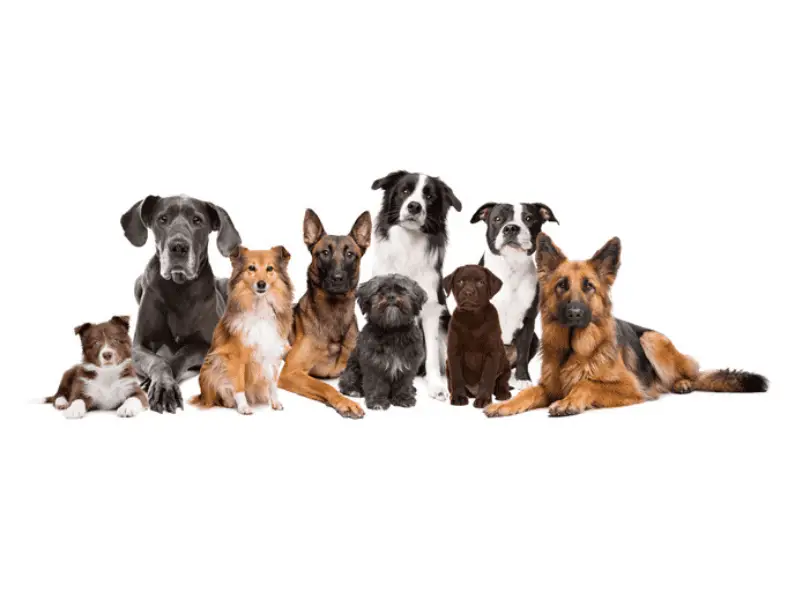 Size Matters: The Truth About Breeding Dogs of Different Sizes