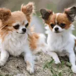 Small Dog Breeding To Produce the Perfect Miniature-2