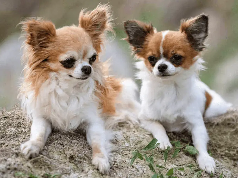 Small Dog Breeding To Produce the Perfect Miniature
