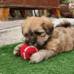 Teddy Bear Dog-playing