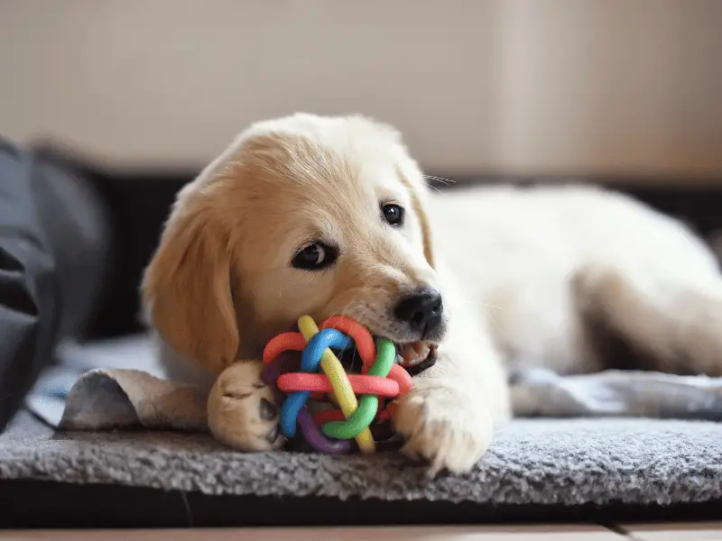 Dog Treat Toys