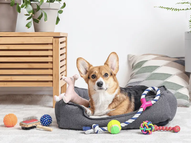 Dog Treat Dispenser Toys: What You Need To Know