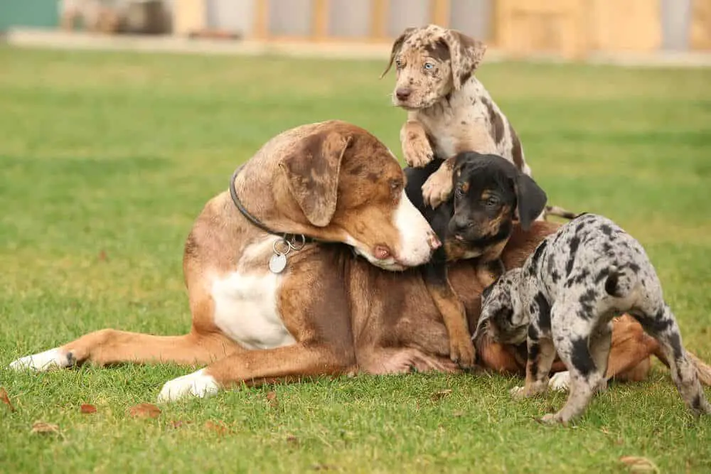 catahoula leopard dog size