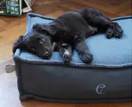 On Cloud 7 Dog Bed An Amazing European Dog Brand
