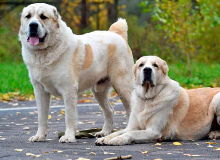 central asian shepherd dog size