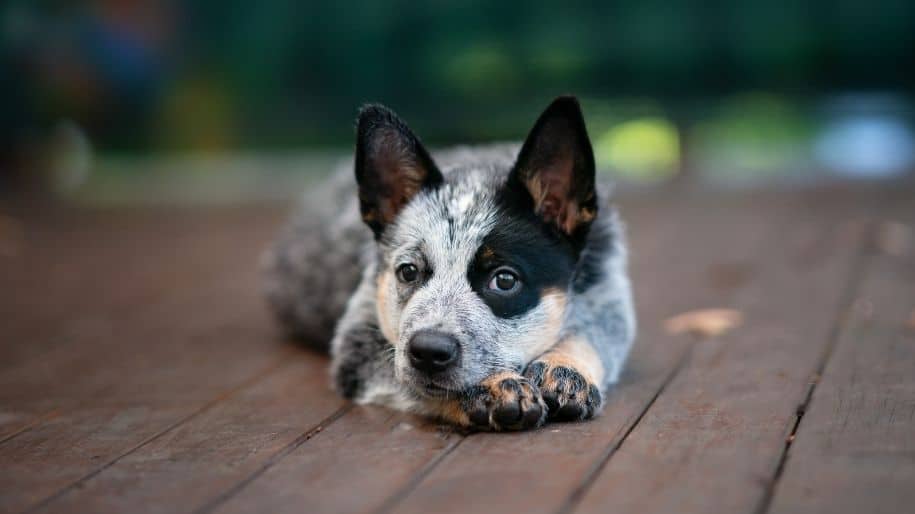 Australian cattle dog size