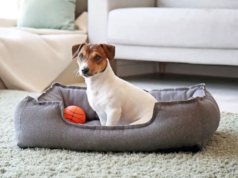 Dog Bed Sizes Explained: Find the Perfect Fit - Dogsized