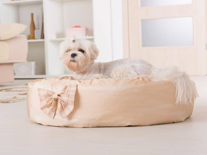 bed size for dogs