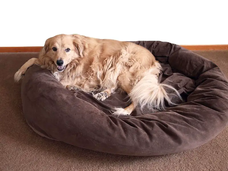 bed size for dogs - brown