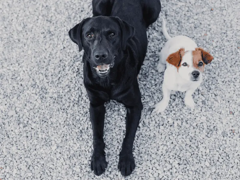 Size Doesn’t Matter: Big Dog and Small Dog Compatibility