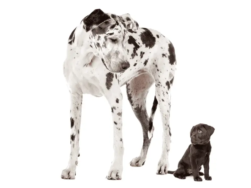 big dog and small dog
