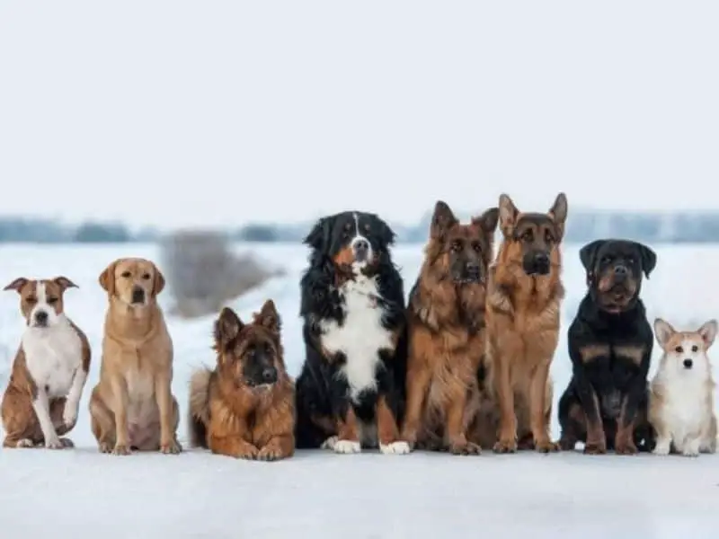 breed dog size - snow