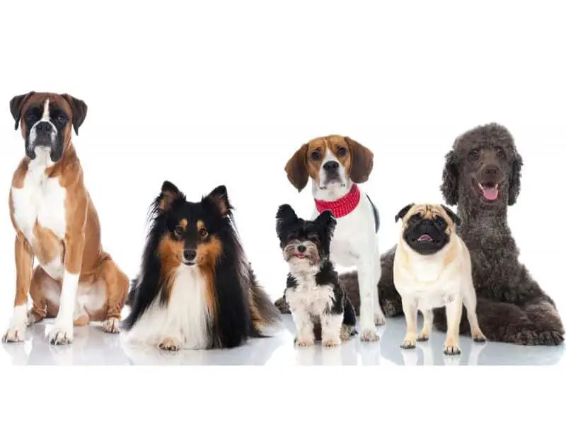 breed dog size chart