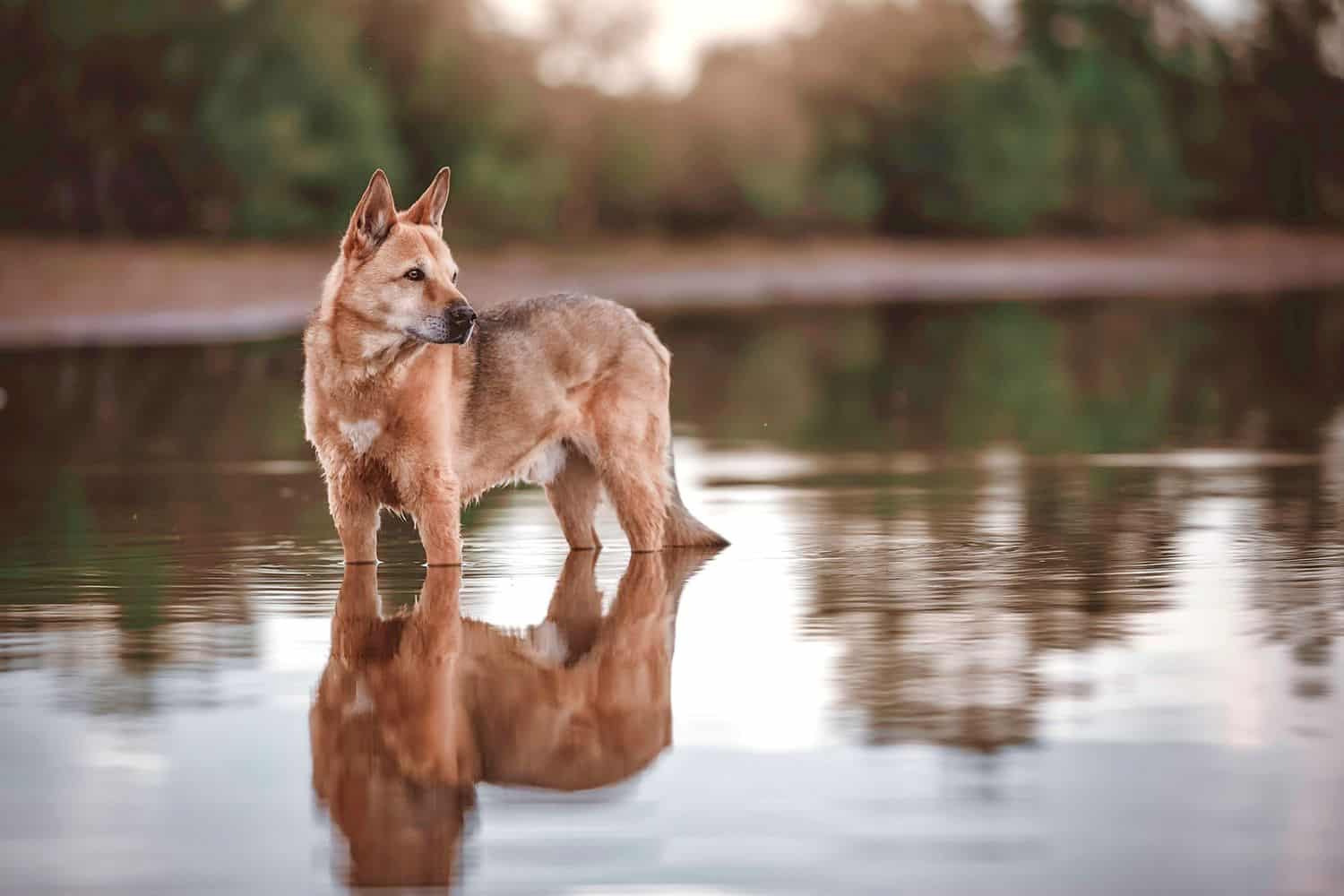 canaan dog size