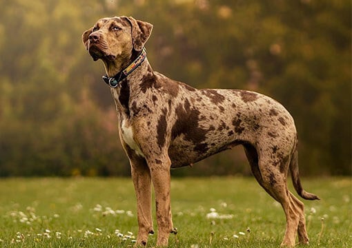 catahoula leopard dog size