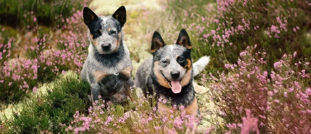 Australian cattle dog size