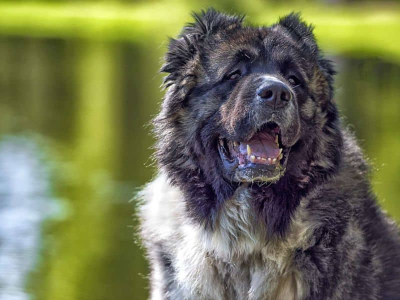 caucasian shepherd dog size