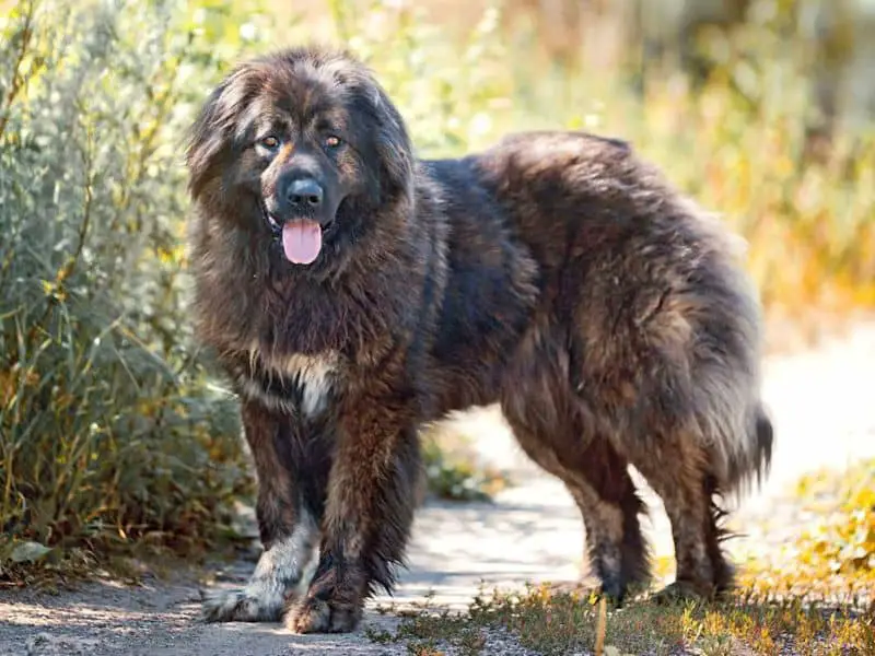 caucasian shepherd dog size